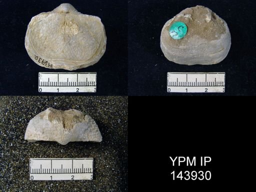 Productus (Waagenoconcha) humboldti
