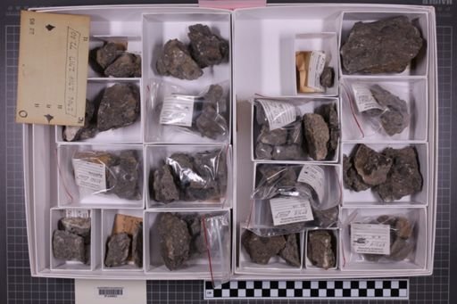 mixed taxa, stratigraphic collection