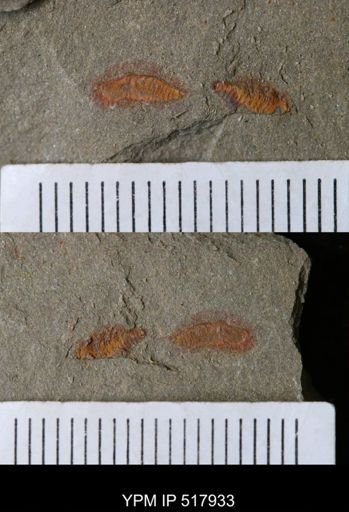 undet. Synziphosurina