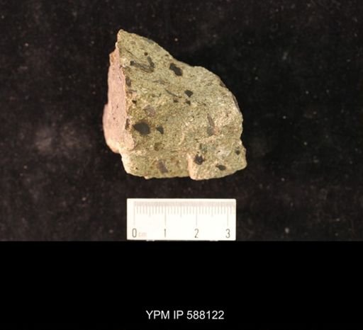 Platystrophia lynx
