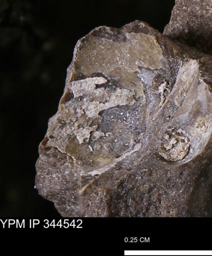 undet. Bivalvia