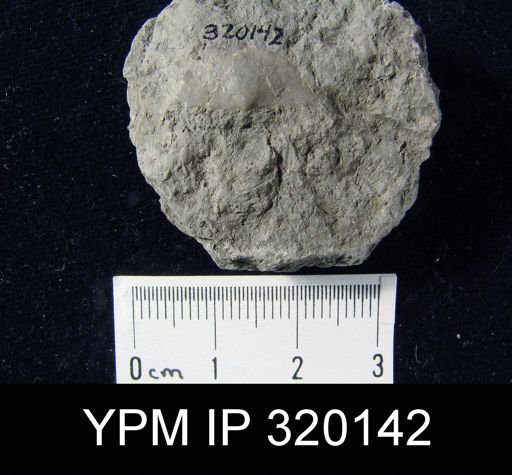 Chonetes granulifer