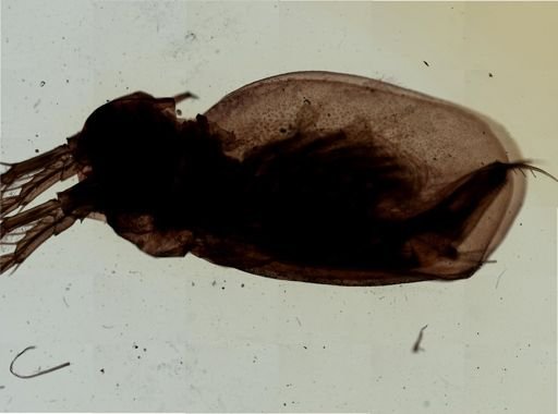 Sida crystallina