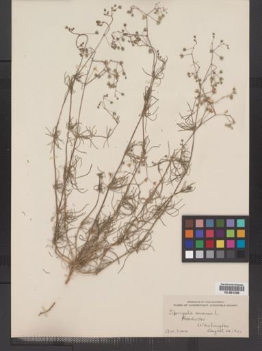 Spergula arvensis