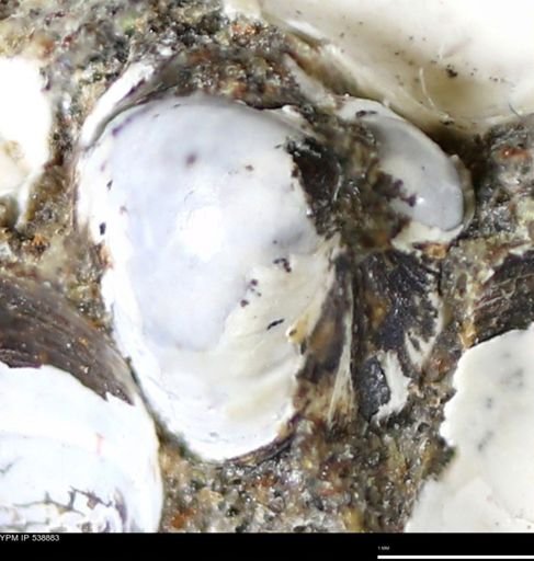 Corbulamella gregaria
