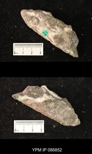Piloceras sp.