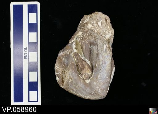 Platecarpus