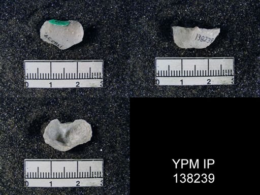 Marginifera echinata