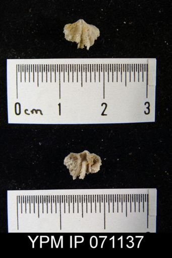 Delthyris saffordi