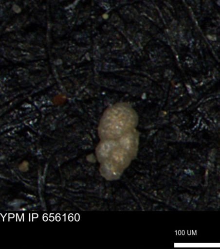 Bimonilina variana