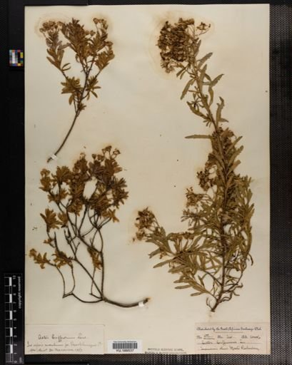 Plantae