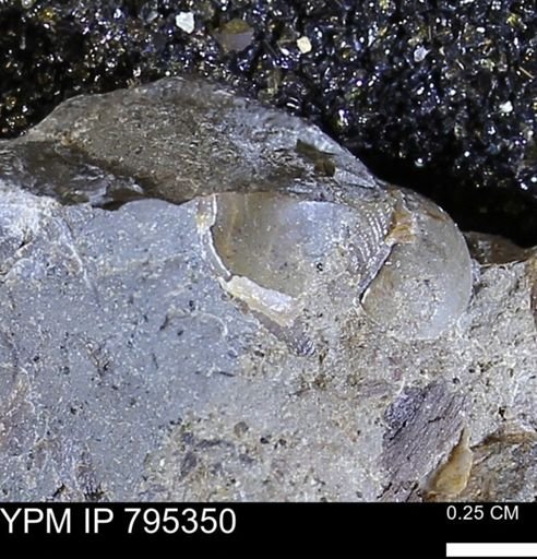 undet. Mollusca