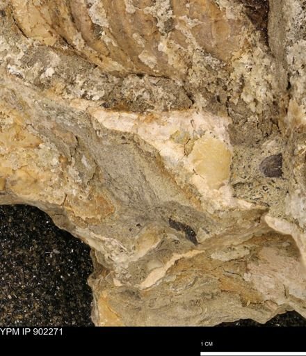 undet. Mollusca