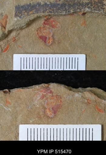 Anomalocarididae?