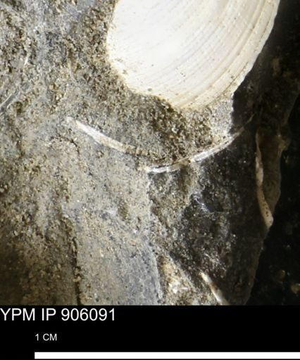 undet. Bivalvia