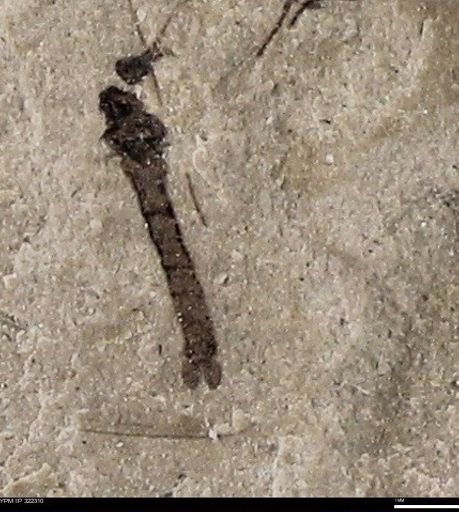 undet. Diptera