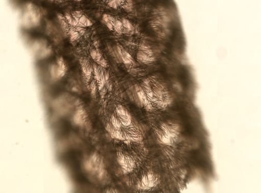 Polymastia boletiformis