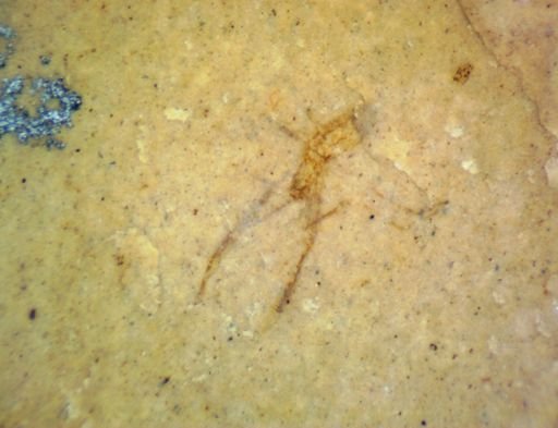 undet. Hexapoda