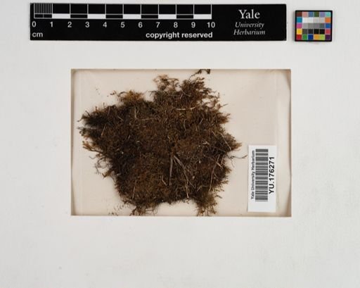 Plantae