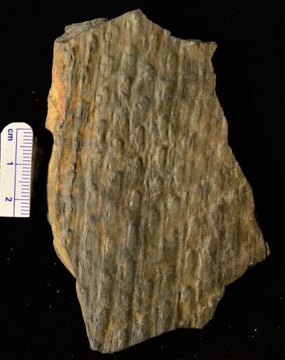 Lepidodendron corrugatum