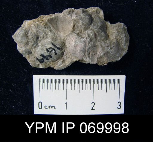 Dalmanella meeki