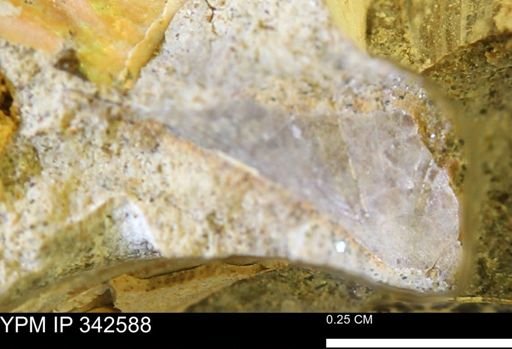 undet. Mollusca