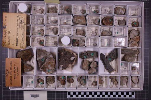 mixed taxa, stratigraphic collection