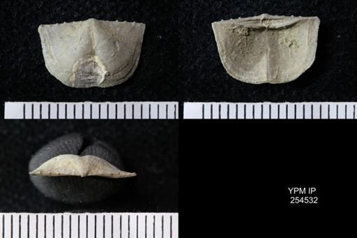 Chonetes sp.