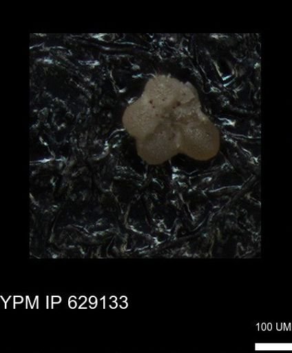 undet. Rugoglobigerinidae