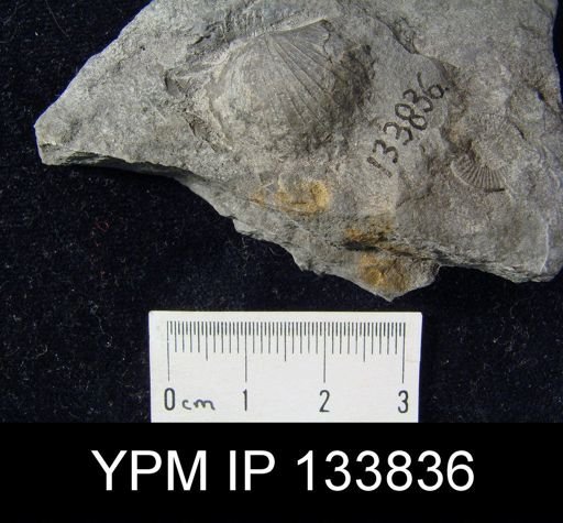 Stropheodonta inaequistriata