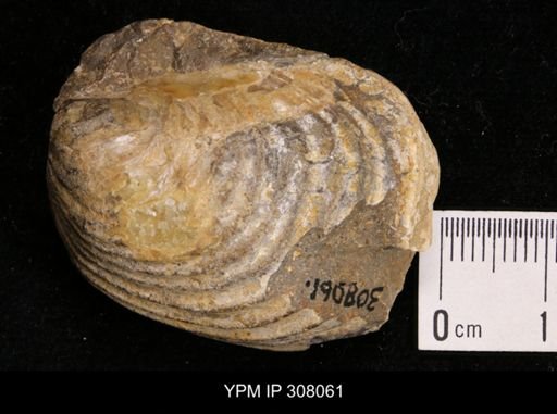 Inoceramus sp.