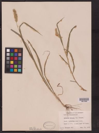Setaria glauca