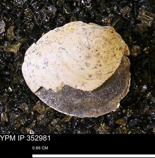 Limopsis striatopunctatus