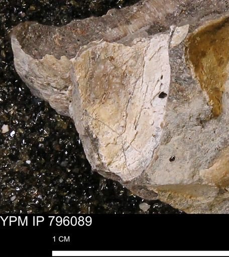 Spisula elliptica