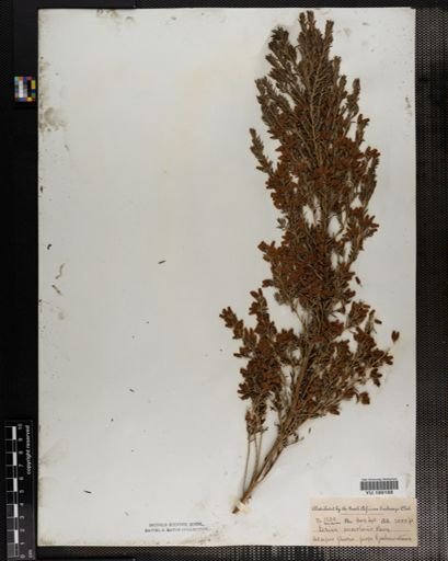 Plantae