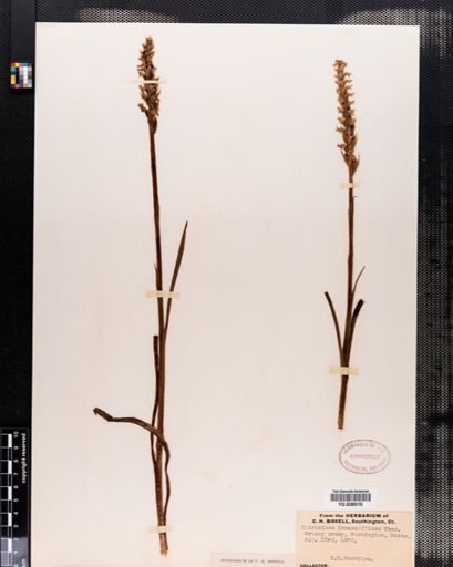 Spiranthes romanzoffiana