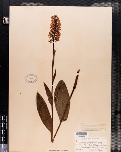 Habenaria
