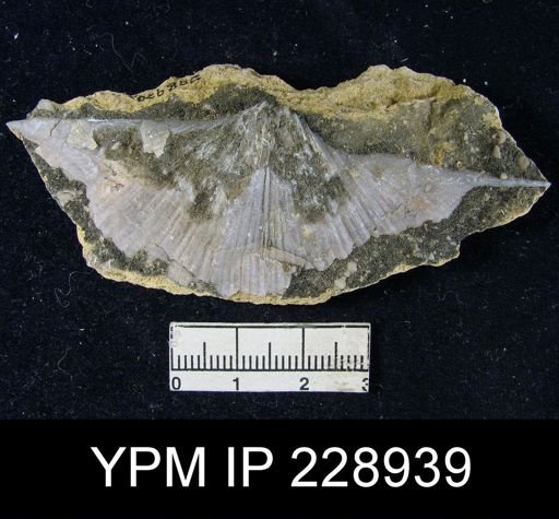 Neospirifer latus