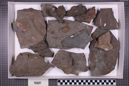 mixed taxa, stratigraphic collection