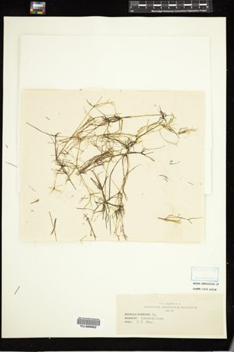 Nitella flexilis