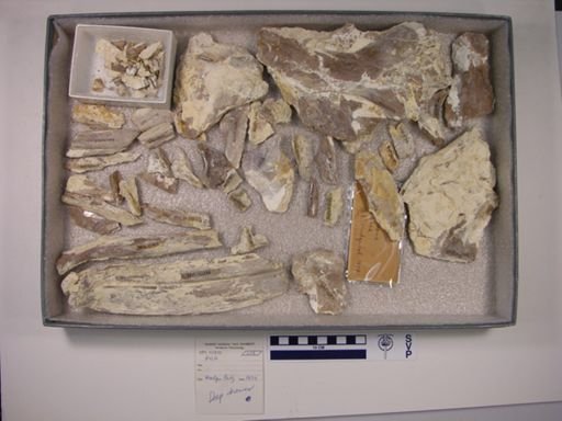 Xiphactinus sp.