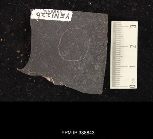 undet. Hexapoda