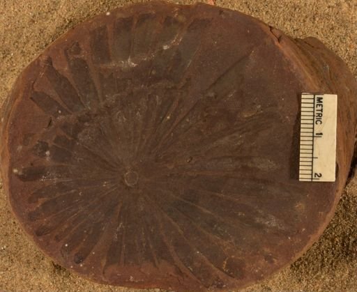 Annularia inflata