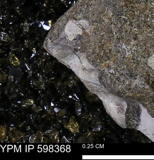 undet. Mollusca