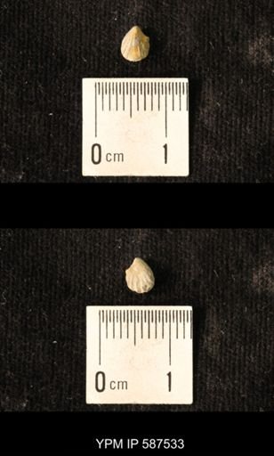 Camarotoechia whitei