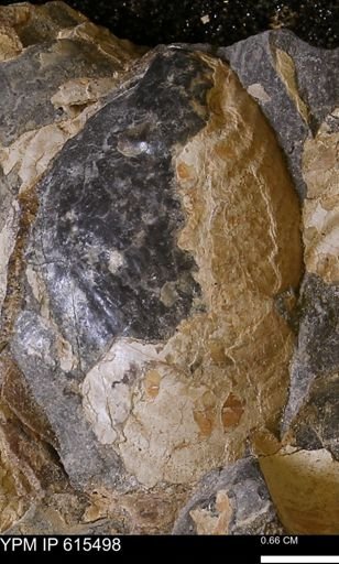 Inoceramus sp.