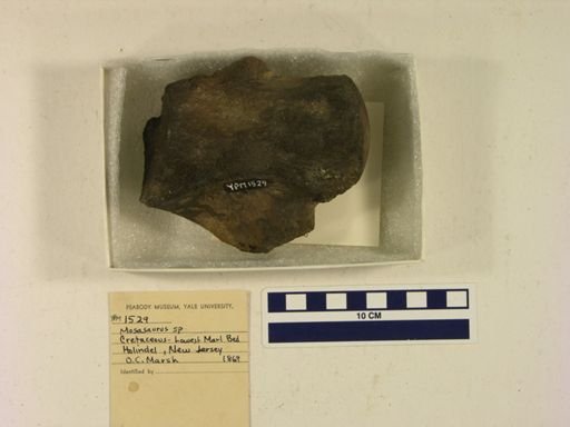 Mosasaurus maximus