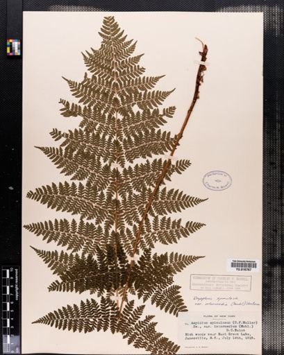 Plantae