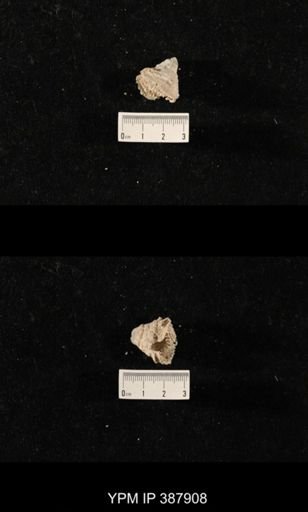 Hercosia sp.