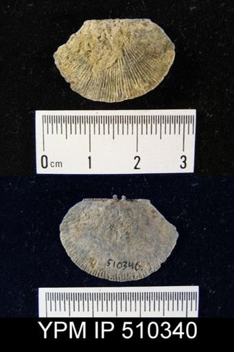 Strophodonta sp.